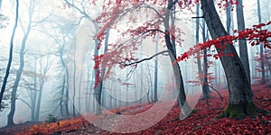 Beautiful mystical forest in blue fog in autumn photo