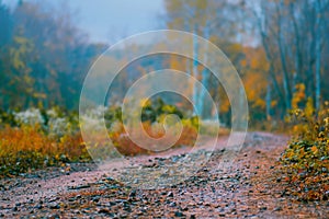 Beautiful mystical forest. Strange misty forest in autumn. Nature misty landscape