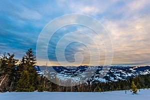 Beautiful mystical landscape of coniferous trees