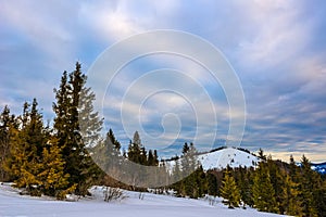 Beautiful mystical landscape of coniferous trees