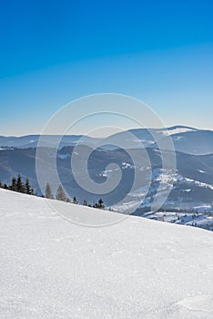 Beautiful mystical landscape of coniferous trees