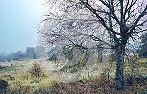 Beautiful mystical landscape with fog in autumn