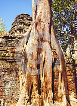 Beautiful mystical landscape, giant tree root overgrowing ancient temple ruin stone wall, pagoda, blue sky - Angkor Wat, Cambodia