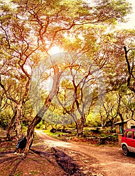 Beautiful, mystical landscape with a road in an olive grove in sunshine in Greece. Wonderful places