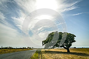 Beautiful mystical tree beside a street in the middle of a field.