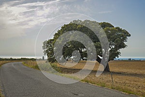 Beautiful mystique tree beside the road on a field