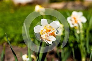 Beautiful Narcissus daffodils on sunshine,spring background. white flower of narcissus in spring sun shines in garden