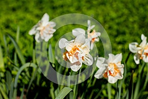 Beautiful Narcissus daffodils on sunshine,spring background. white flower of narcissus in spring sun shines in garden