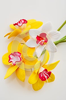 Beautiful narcissus flowers