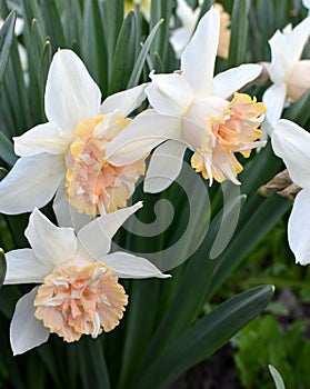 Beautiful narcissus flowers