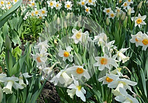 Beautiful narcissus flowers, white and yellow daffodils are blooming in the flowerbed in spring. Daffodils background