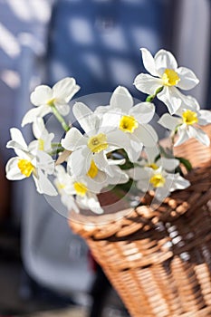 Beautiful Narcissus Geranium with pure white petals with an orange cup in wickery basket