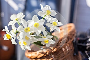 Beautiful Narcissus Geranium with pure white petals with an orange cup in wickery basket