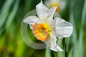 Beautiful narcissus poeticus with short bright orange and yellow corona