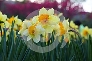 Beautiful Narcissus Pseudonarcissus In Spring