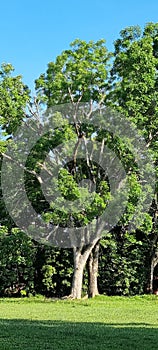 Beautiful Narra or Asana tree on clear blue skies