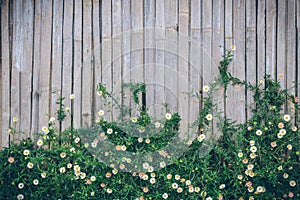 Beautiful Narrowleaf Zinnia on bamboo wall use foe background