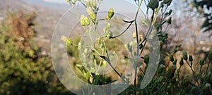 Beautiful narural photo taken green plant photo