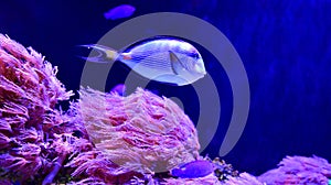 Beautiful Naso Tang in reef aquarium tank photo