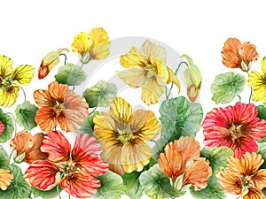 Beautiful nasturtium flowers with green leaves on white background. Seamless floral pattern. Watercolor painting.