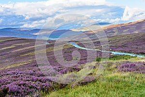 Heather on the gently rolling hills of Northern Scotland photo