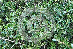 Beautiful native Quercus Coccifera plant in the mountain photo