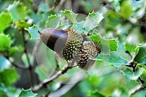 Beautiful native Quercus Coccifera plant in the mountain photo