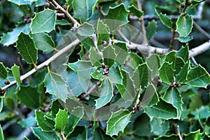Beautiful native Quercus Coccifera plant in the mountain photo