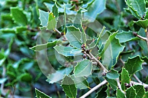 Beautiful native Quercus Coccifera plant in the mountain photo