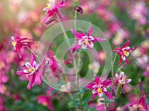 Beautiful native wild flower of western Canada. Aquilegia formosa, crimson columbine, western columbine, or red columbine. Close-