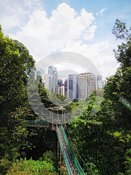 Beautiful natura bridge in the city. City forest. City jungle.