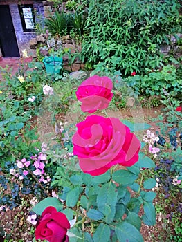 Beautiful Natura Red Rose Flower in Garden