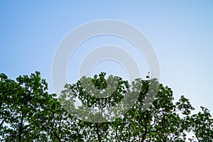 Beautiful natural abstract pattern of giant raintree branches with fresh abundance green leaves and clear blue sky background