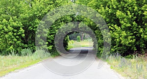 Beautiful natural arch, similar to tunnel, over rural road in summer in good weather