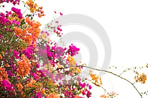 Beautiful natural arch on the way to the ocean of flowers in bougainvillea isolated on white background