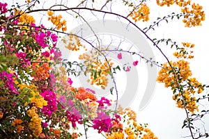 Beautiful natural arch on the way to the ocean of flowers in bougainvillea isolated on white background