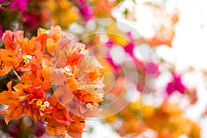 Beautiful natural arch on the way to the ocean of flowers in bougainvillea isolated on white background