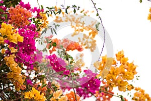 Beautiful natural arch on the way to the ocean of flowers in bougainvillea isolated on white background