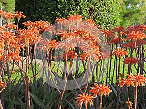 beautiful natural aromatic flowers delicate pollen colors photo