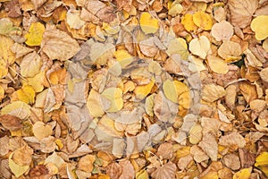 Beautiful natural autumn leaves background pattern. Birch yellow golden brown foliage texture abstract wallpaper. Nature