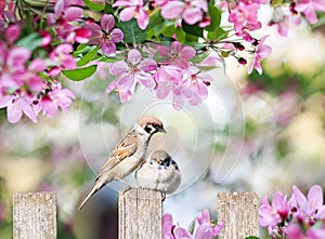 Beautiful natural background with birds sparrows sit on a wooden fence in a rustic garden surrounded by pink flowers veto apple on