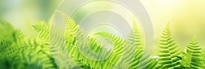 Beautiful natural background border with fresh juicy light green foliage of fern in sunlight in spring summer and defocused bokeh