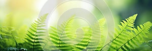 Beautiful natural background border with fresh juicy light green foliage of fern in sunlight in spring summer and defocused bokeh