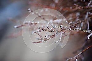 Beautiful natural background with branches of shrub and tree covered with shiny ice crystals on a Sunny fresh morning