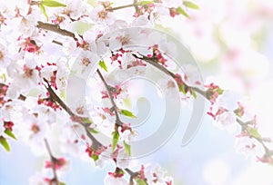 Beautiful natural background with branches and white apricot flowers on blue sky background