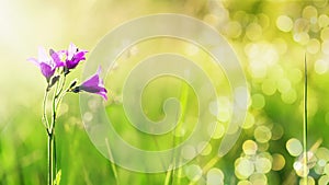 Beautiful natural background with delicate lilac flowers bells grow on a green summer meadow with brightly shimmering glare and