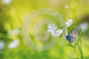 Beautiful natural background with delicate white flowers on a green summer glade and a small blue butterfly sitting in bright