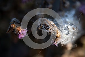 Beautiful natural background with dry flowers and grass covered with spider web with dew drops