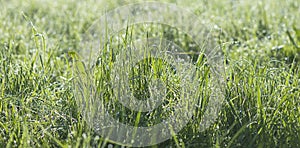 Beautiful natural background of green grass with waterdrops and sunlight on spring early morning.