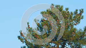 Beautiful Natural Background. Green Needles On The Branches Of Pine In A Coniferous Forest. Static.